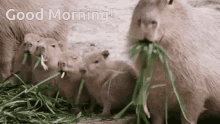eating capybara