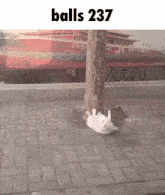a picture of a cat laying under a tree with the words balls 237 on the bottom