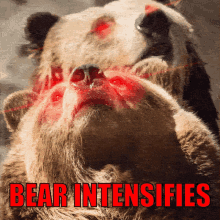 Bear Intensifies GIF - Bear Intensifies GIFs