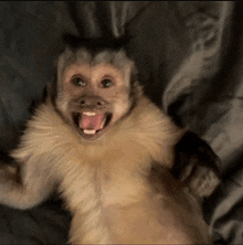обезьянка GIF - обезьянка GIFs