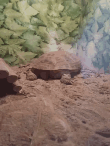 Nope Turtle GIF - Nope Turtle Pet GIFs