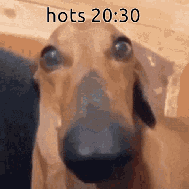 Hots 2030 GIF - Hots 2030 GIFs