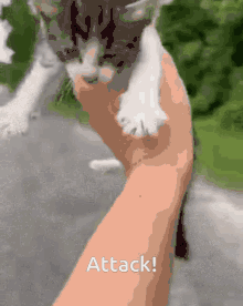 Attack Kittens GIF - Attack Kittens Kitten Platoon GIFs