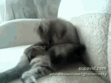 Cat  GIF - Cat Lick Cleaning Myself GIFs