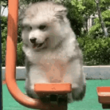 a husky puppy is sitting on a seesaw in a park