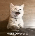 Cat Meow GIF - Cat Meow Clingy GIFs