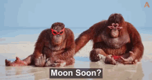 moon soon monsoon orangutan fat monkey