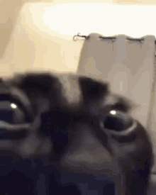 Stare Staring GIF - Stare Staring Cat GIFs