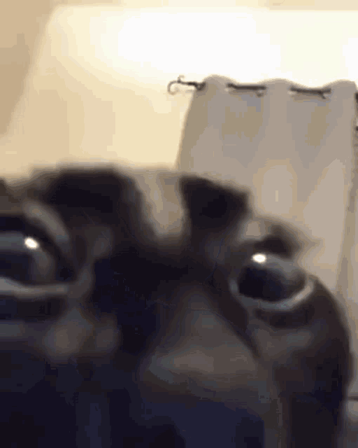 Stare Staring GIF - Stare Staring Cat GIFs