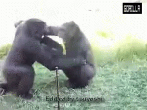 gorillas-fight.gif