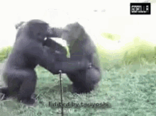 Gorillas Fight GIF - Gorillas Fight GIFs