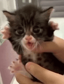Angry Cute GIF - Angry Cute Cat GIFs