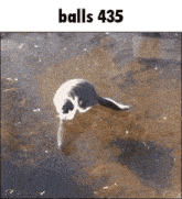a picture of a cat in the water with the words balls 435 above it