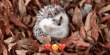 Hedgehog November GIF - Hedgehog November Leaves GIFs