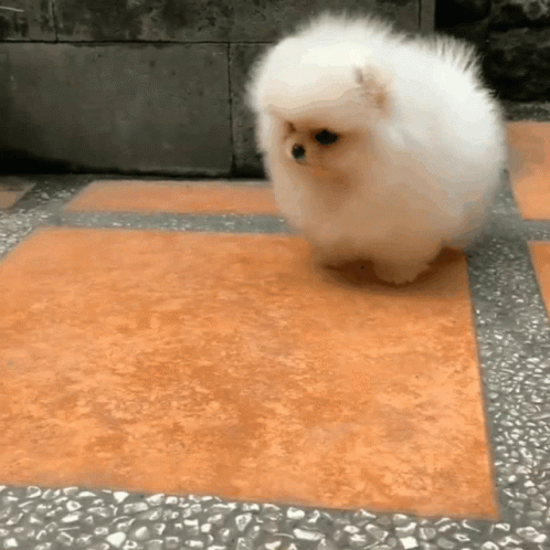 Fluffy Dog GIFs
