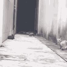 Cats Fight GIF