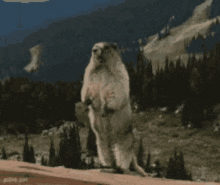 a ground squirrel standing on its hind legs with xg written on the bottom
