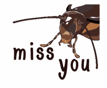 Cockroach Miss You GIF