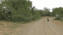 Running Towards You Baby Rhino Picks Fight With Car Changes Mind GIF - Running Towards You Baby Rhino Picks Fight With Car Changes Mind World Rhino Day GIFs