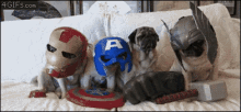 a group of pugs wearing captain america helmets
