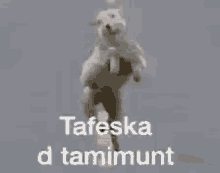 Lɛid Tafeska GIF