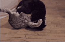 Cat Get Off Me GIF - Cat Get Off Me Take That GIFs