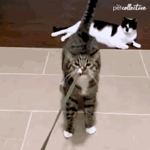 Pulling The Pet Collective GIF - Pulling The Pet Collective Cat GIFs