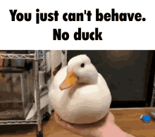 ducks no duck bad