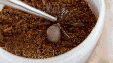 Checking For Mites On Spider National Geographic GIF - Checking For Mites On Spider National Geographic A Spider With Mites GIFs