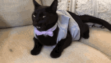 Evilcat Angry GIF