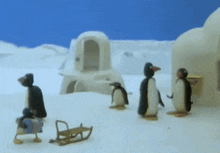 a group of penguins are standing in the snow