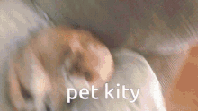 Rubin Cat Pet Rubin GIF - Rubin Cat Pet Rubin Pet Kity GIFs