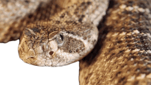 veritasium snake