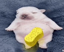 a white puppy is laying on a blue blanket with a yellow sponge on its stomach .
