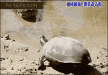 Turtle Survive GIF - Turtle Survive Not Today GIFs
