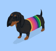 Dachhund Dog GIF - Dachhund Dog Puppy GIFs