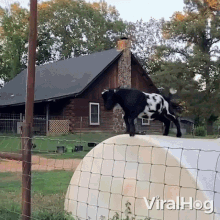 A Goat Leaps Over The Fence Viralhog GIF