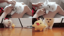 a collage of four pictures of a white dog playing with a stuffed duck