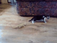 Cat Lizard GIF - Cat Lizard Shocked GIFs