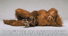 a picture of a bigfoot and a raccoon with the words " don t be an assquatch " on the bottom