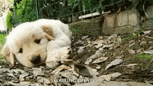 Casper Dog GIF - Casper Dog Puppy GIFs