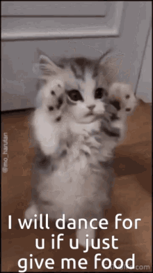 Dance Dancing GIF - Dance Dancing Funny Cat GIFs