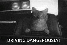 Cat Driving GIF - Cat Driving Fast GIFs