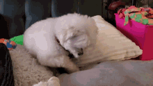 Zoey Maltese GIF - Zoey Maltese Puppy GIFs