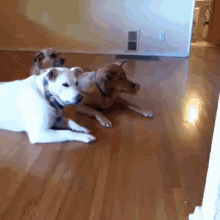 Ride'N Dirty GIF - Dogs Floor Roomba Ride GIFs