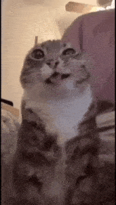 a cat is sitting on a bed with its mouth open and looking up at the camera .