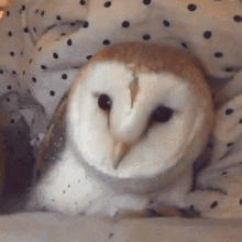 Barn Owl GIF
