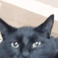 Unimpressed Black Cat GIF - Unimpressed Black Cat Meh GIFs