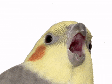 blockatiel parrot bird