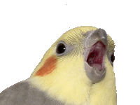 Blockatiel Parrot Sticker - Blockatiel Parrot Bird Stickers